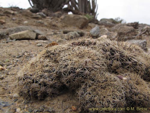 Image of Eriosyce sp. #2220 (). Click to enlarge parts of image.