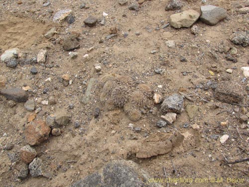 Image of Eriosyce sp. #2220 (). Click to enlarge parts of image.