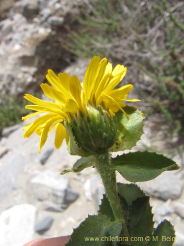 Image of Haplopappus sp. #2221 (). Click to enlarge parts of image.