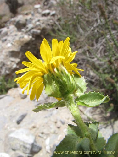 Image of Haplopappus sp. #2221 (). Click to enlarge parts of image.