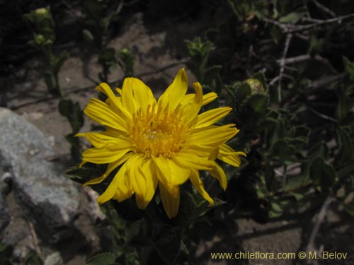 Image of Haplopappus sp. #2221 (). Click to enlarge parts of image.