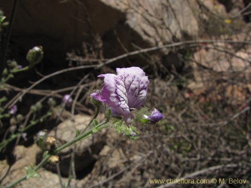 Image of Schizanthus sp. #3190 (). Click to enlarge parts of image.