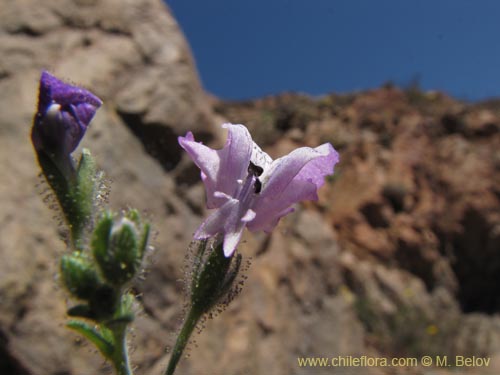 Image of Schizanthus sp. #3190 (). Click to enlarge parts of image.