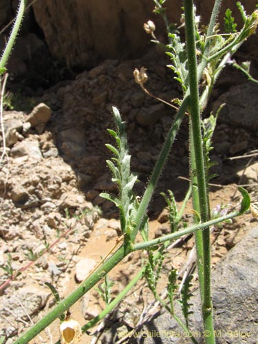 Image of Schizanthus sp. #3190 (). Click to enlarge parts of image.