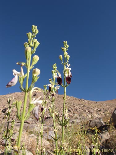Teucrium nudicauleの写真