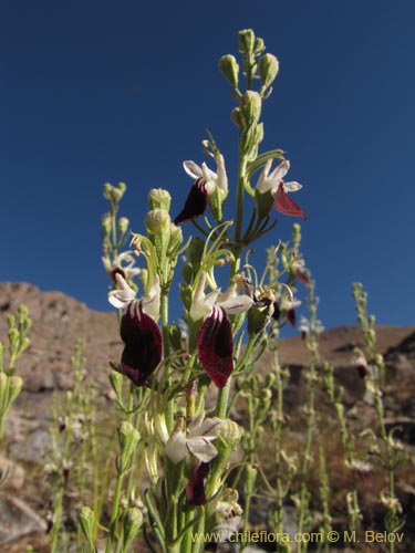 Teucrium nudicauleの写真