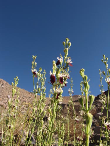Teucrium nudicauleの写真
