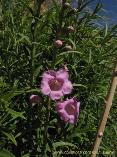 Bild von nicht bestimmte Pflanze sp. #2222 (). Klicken Sie, um den Ausschnitt zu vergrössern.