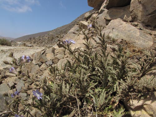 Malesherbia sp. #2218の写真