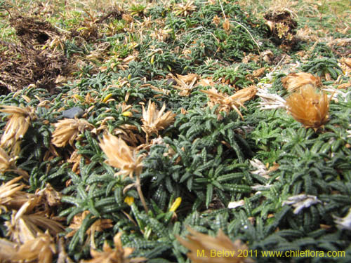 没断定的植物 sp. #3098的照片