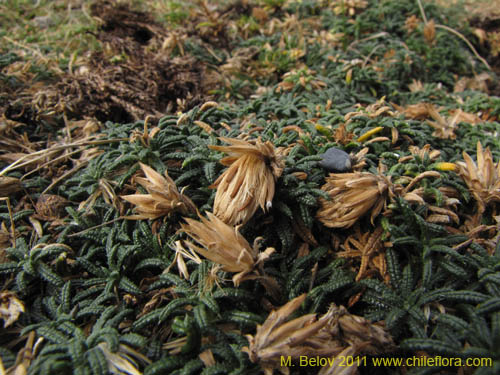 没断定的植物 sp. #3098的照片