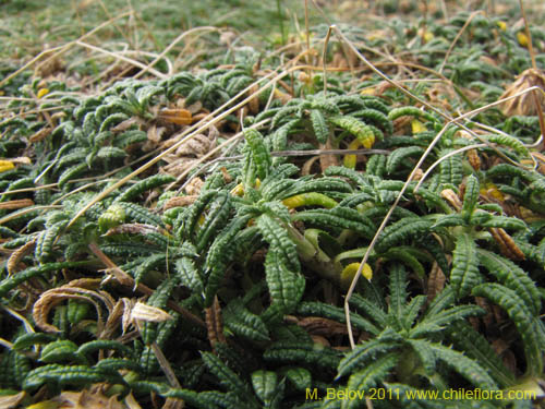 没断定的植物 sp. #3098的照片