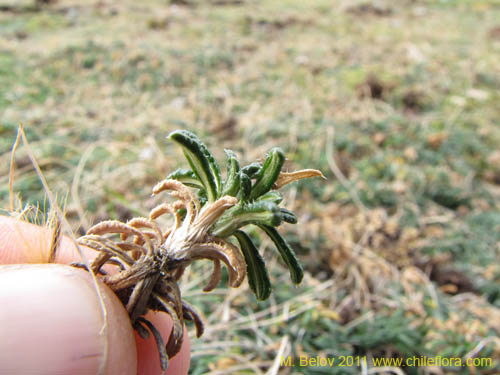 没断定的植物 sp. #3098的照片