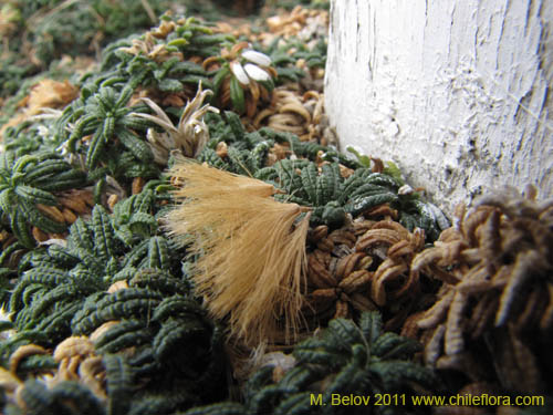 没断定的植物 sp. #3098的照片