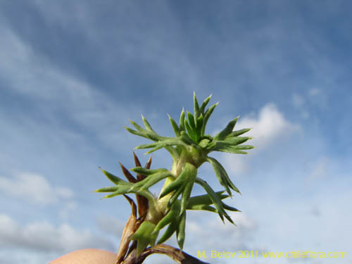 Image of Azorella sp. #3153 (). Click to enlarge parts of image.