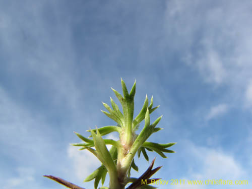 Bild von Azorella sp. #3153 (). Klicken Sie, um den Ausschnitt zu vergrössern.