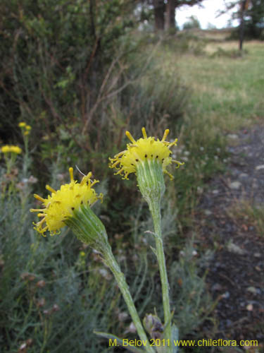 Senecio sp. #2236的照片