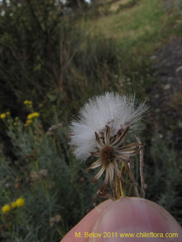 Senecio sp. #2236的照片