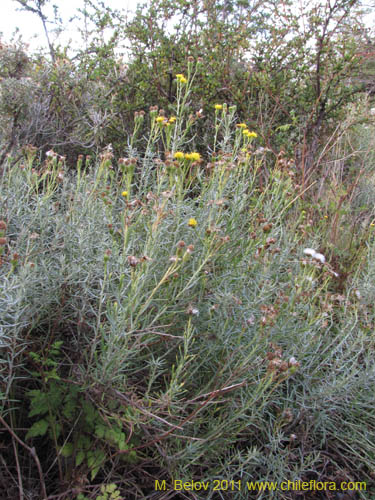 Senecio sp. #2236的照片