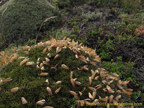 Image of Anarthrophyllum desideratum (). Click to enlarge parts of image.