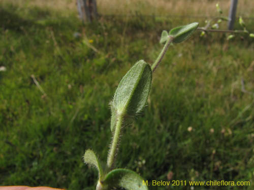 Cerastium fontanumの写真