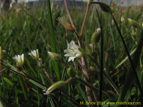 Cerastium fontanumの写真