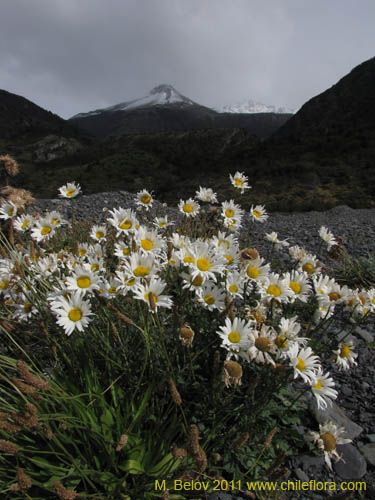 Image of Asteraceae sp. #3173 (). Click to enlarge parts of image.