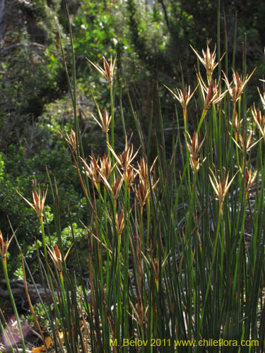 Image of Marsippospermum grandiflorum (Junco de Magallanes). Click to enlarge parts of image.