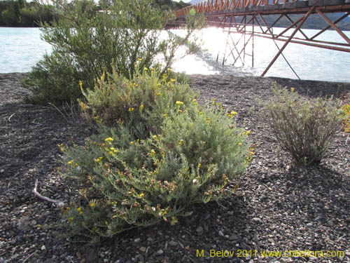 Bild von Senecio sp. #2257 (). Klicken Sie, um den Ausschnitt zu vergrössern.