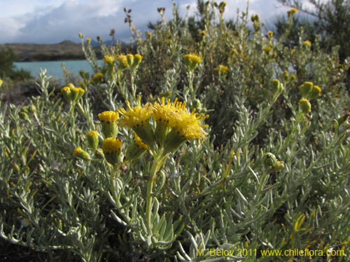 Image of Senecio sp. #2257 (). Click to enlarge parts of image.