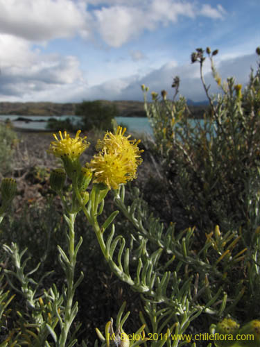 Image of Senecio sp. #2257 (). Click to enlarge parts of image.