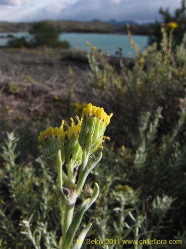 Image of Senecio sp. #2257 (). Click to enlarge parts of image.