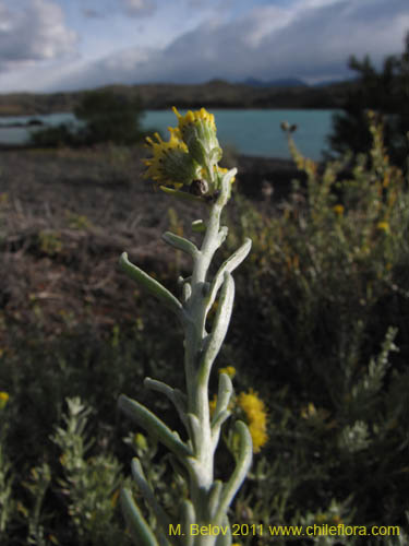 Image of Senecio sp. #2257 (). Click to enlarge parts of image.