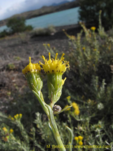 Image of Senecio sp. #2257 (). Click to enlarge parts of image.