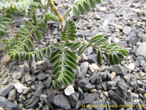 Image of Adesmia sp. #2255 (). Click to enlarge parts of image.