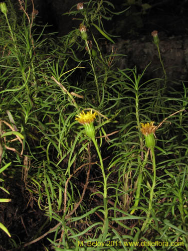 Image of Senecio sp. #3115 (). Click to enlarge parts of image.