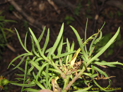 Image of Senecio sp. #3115 (). Click to enlarge parts of image.
