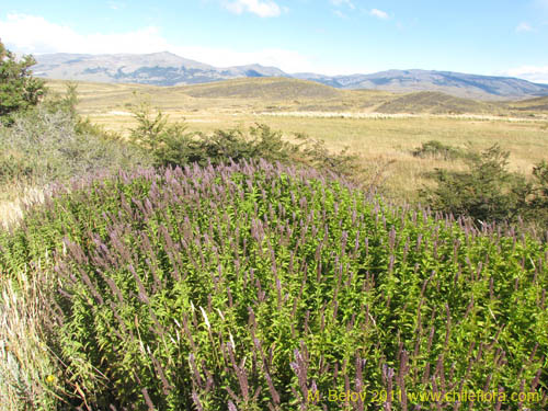 Image of Unidentified Plant sp. #3099 (). Click to enlarge parts of image.