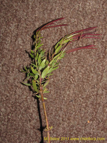 Image of Epilobium australe (). Click to enlarge parts of image.