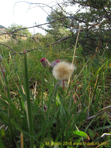 Asteraceae sp. #3097의 사진