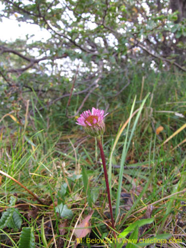 Asteraceae sp. #3097의 사진