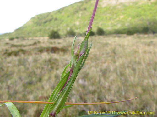 Imágen de Asteraceae sp. #3097 (). Haga un clic para aumentar parte de imágen.