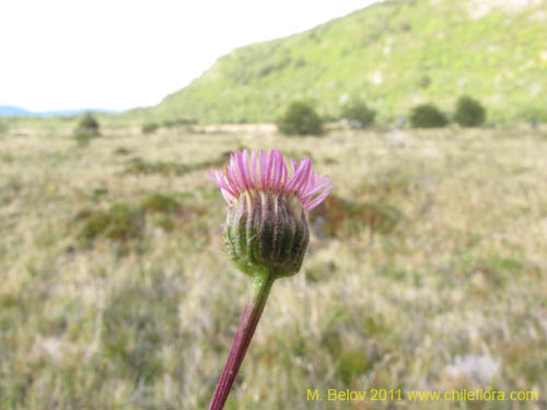Imágen de Asteraceae sp. #3097 (). Haga un clic para aumentar parte de imágen.