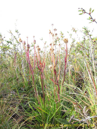 Imágen de Asteraceae sp. #3097 (). Haga un clic para aumentar parte de imágen.