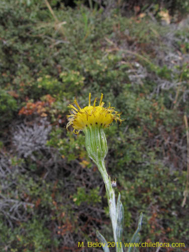 Image of Senecio sp. #3159 (). Click to enlarge parts of image.