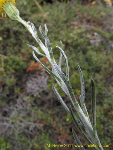 Image of Senecio sp. #3159 (). Click to enlarge parts of image.