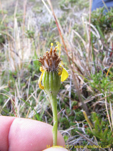 Image of Senecio sp. #3159 (). Click to enlarge parts of image.