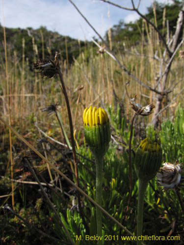 Image of Senecio sp. #2242 (). Click to enlarge parts of image.