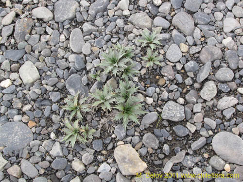 Image of Nassauvia magellanica (). Click to enlarge parts of image.