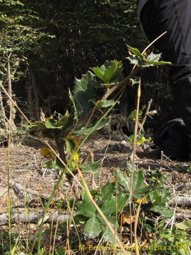 Berberis ilicifolia의 사진